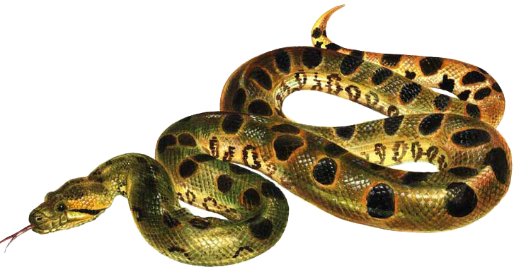 Green Anaconda Transparent Background