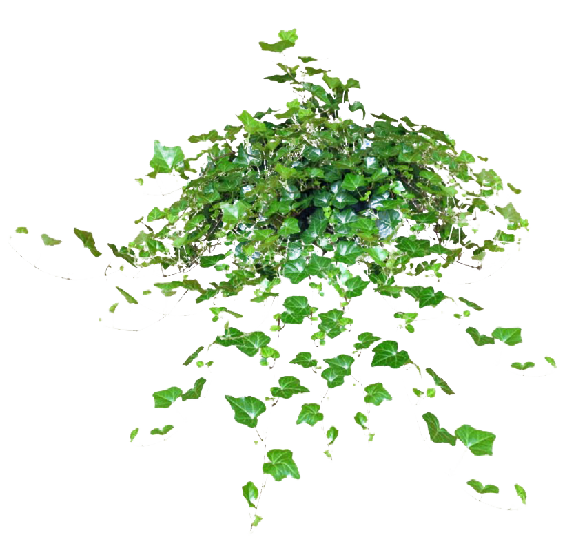 Green Leaves Ivy Hanging PNG Clipart