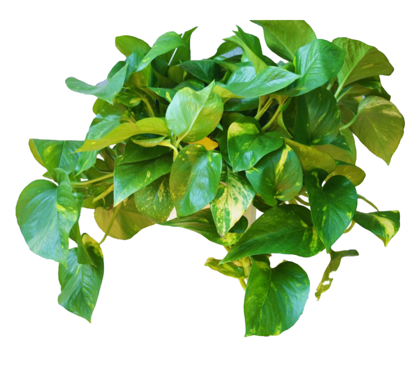 Yeşil yaprakları sarmaşık asılı PNG Dosyası