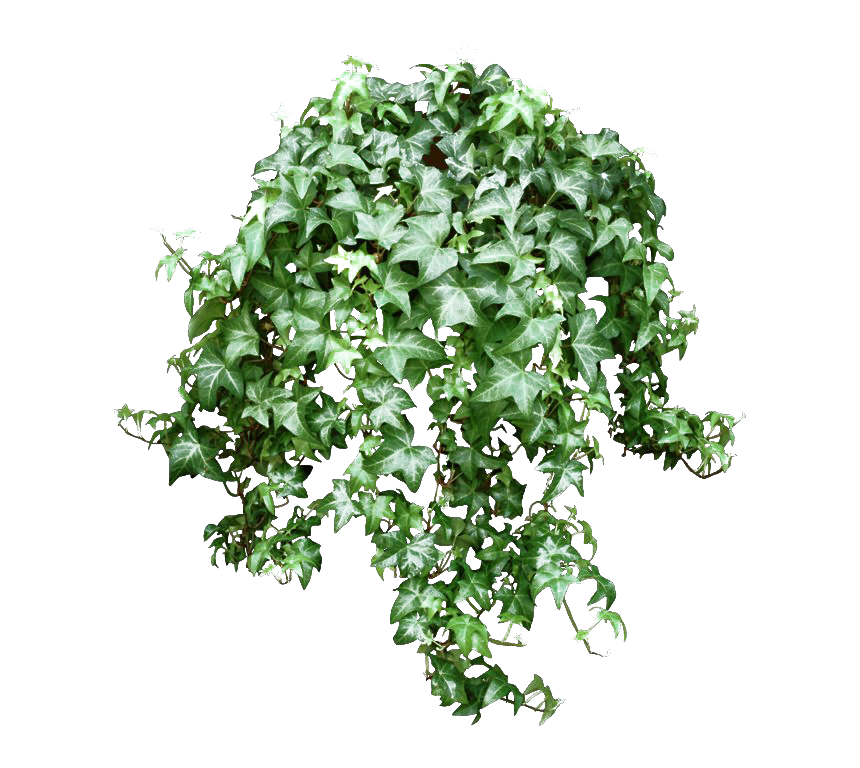 Green Leaves Ivy Hanging PNG Photos
