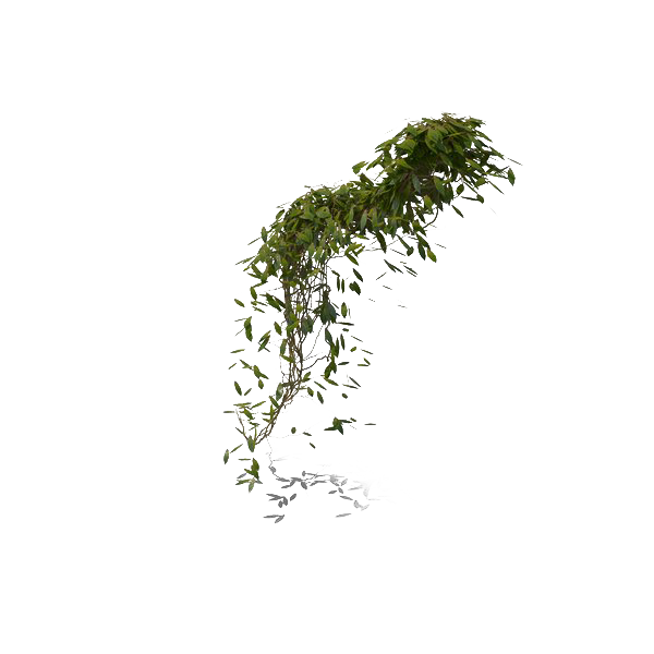 Yeşil yaprakları sarmaşık asılı PNG Pic