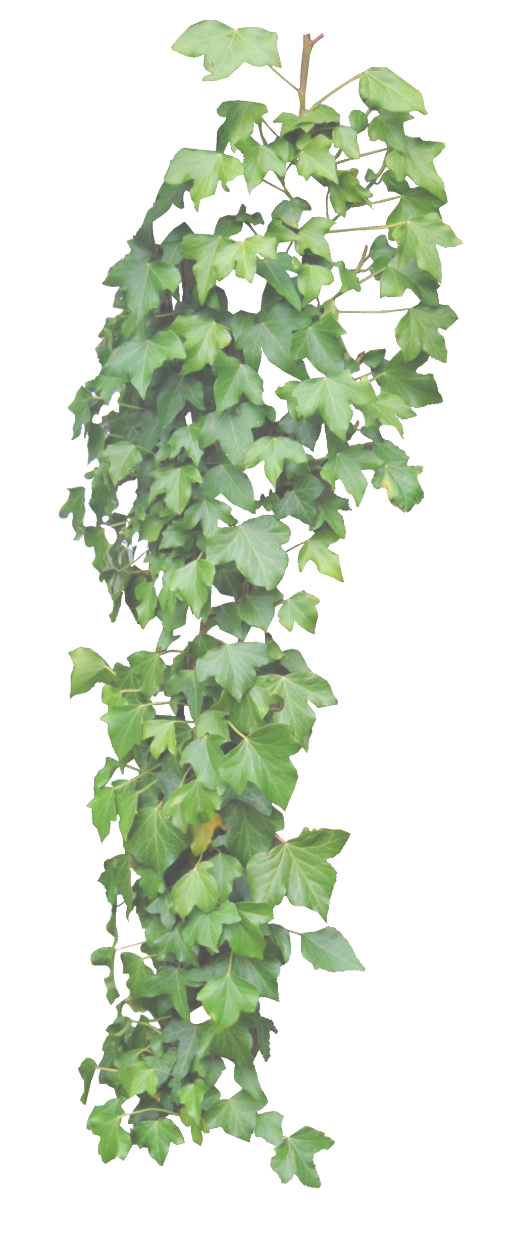 Verde deixa Ivy pendurado PNG imagem transparente