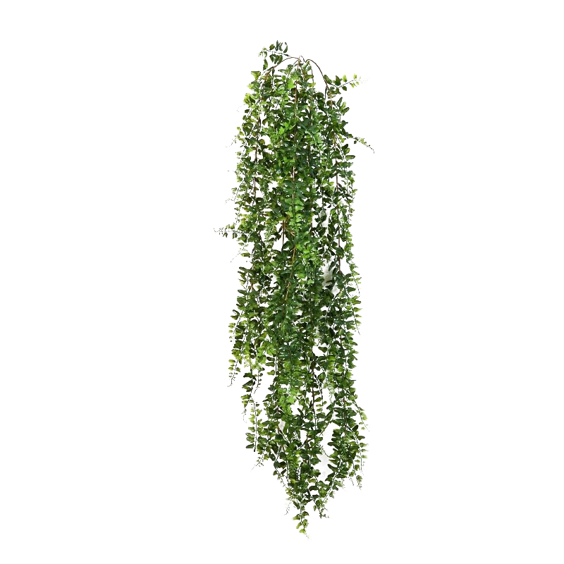 Green dahon ivy hanging Transparent Background