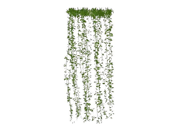 Green Leaves Ivy Hanging Transparent PNG