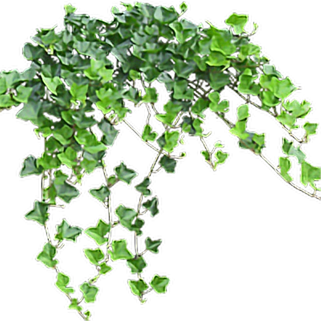 Ivy Hanging PNG Clipart