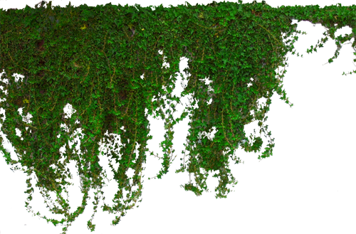 Ivy Hanging PNG Picture