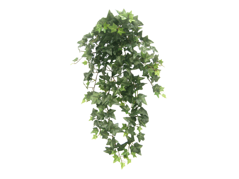 Ivy Hanging PNG Transparent Picture