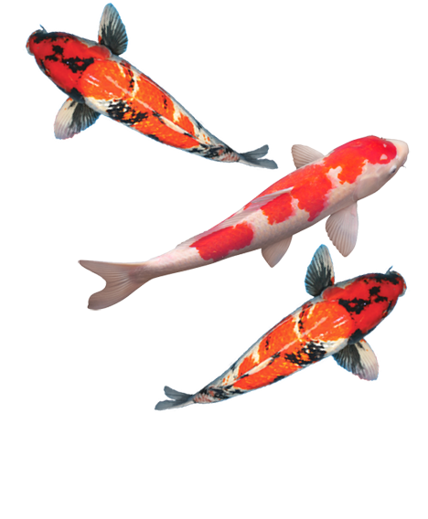 KOI FISH PNG Transparentes Bild