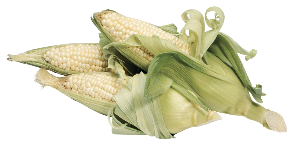 Baby Corn Cobs Maize PNG