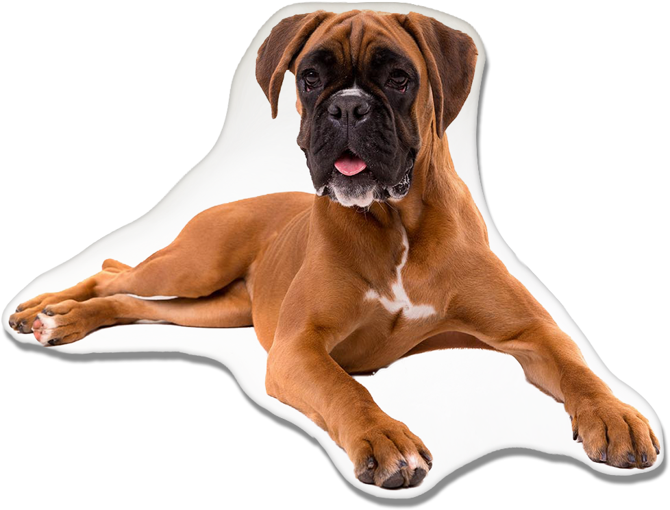Adult Boxer Dog PNG