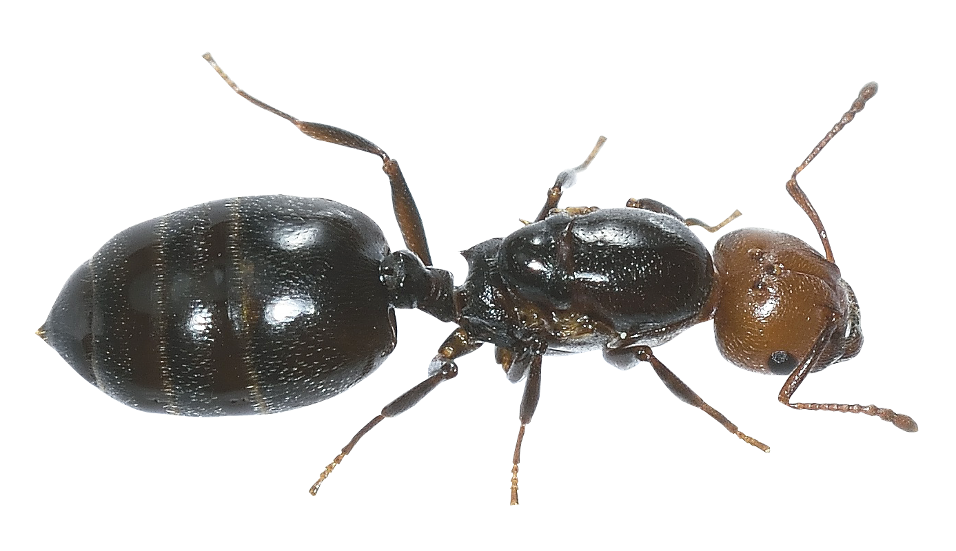 Ant Background PNG