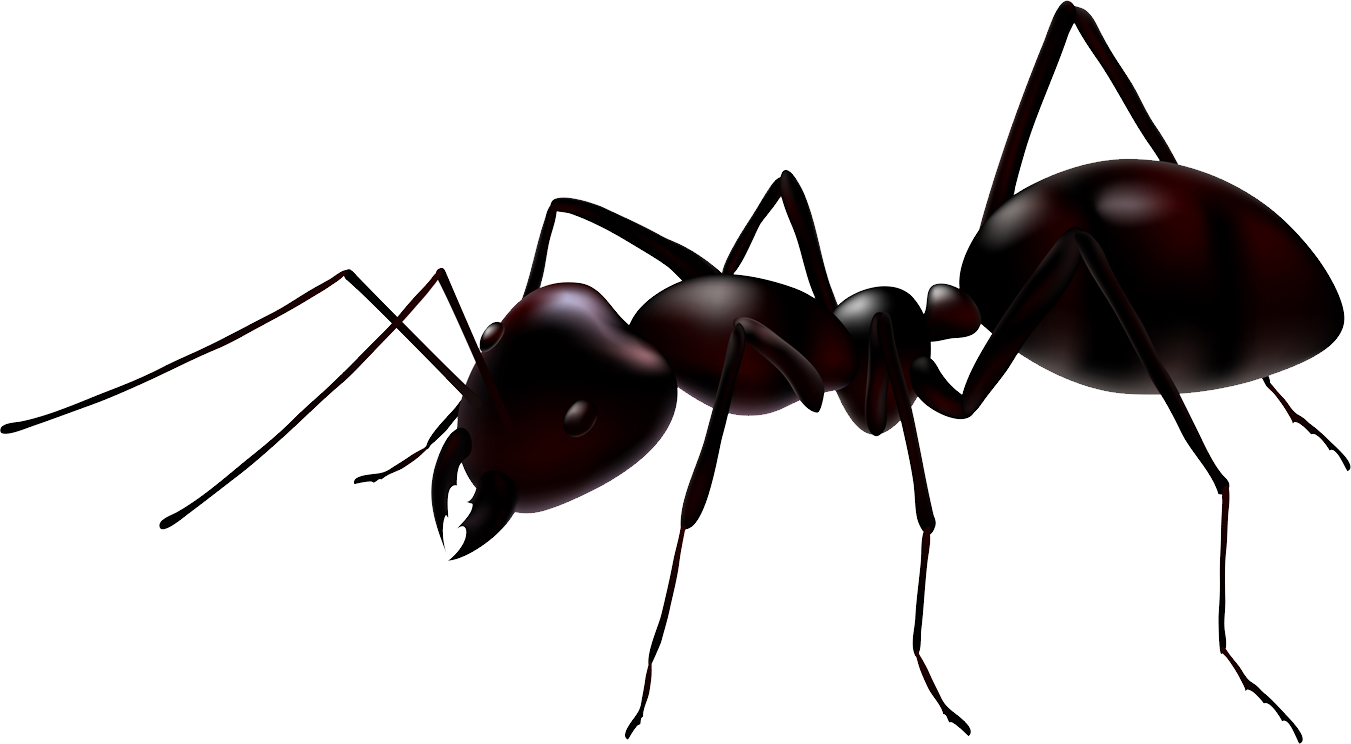 Ant PNG Background Image