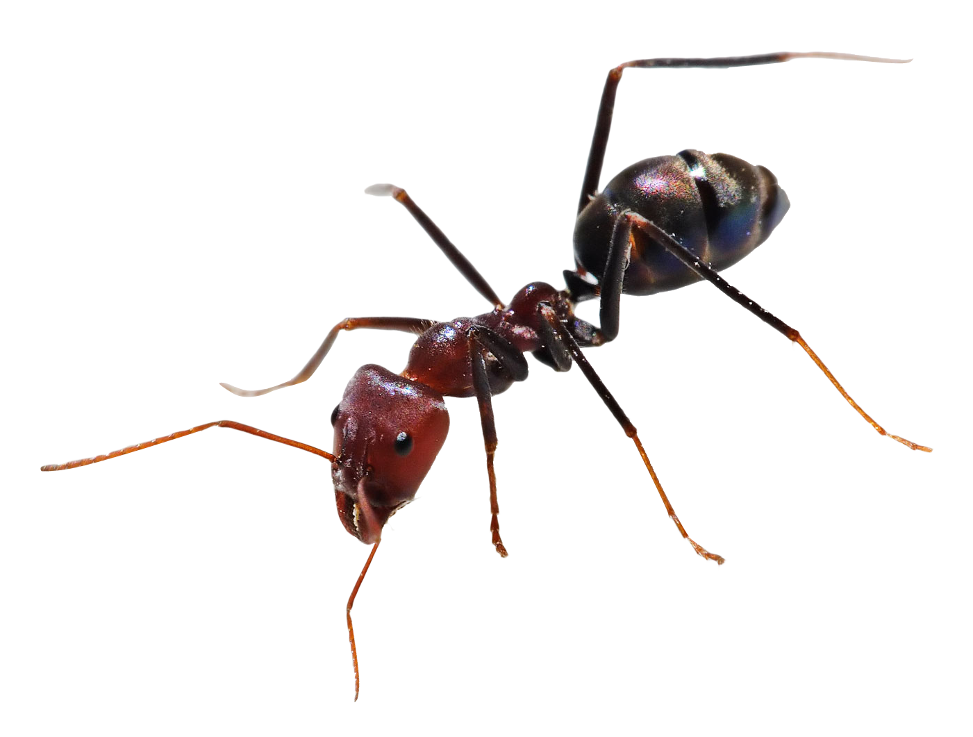 Karınca PNG Fotoğraf