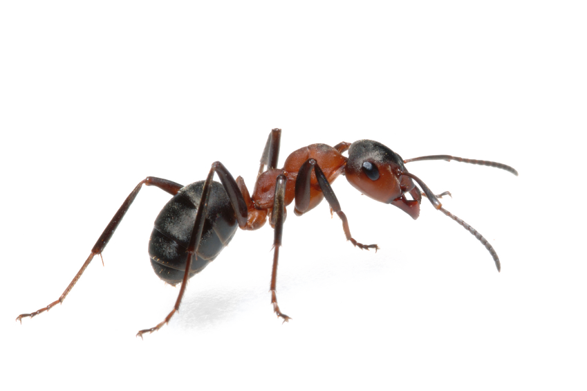Ant PNG Pic