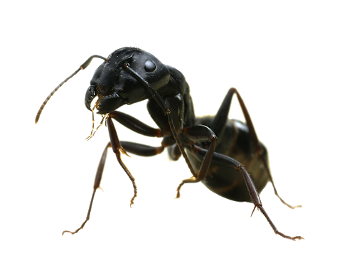 Karınca PNG şeffaf HD Fotoğraf