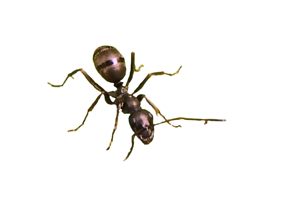ANT PNG Transparent-Bild