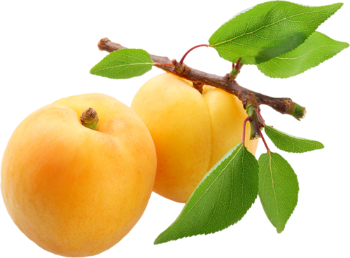 Aprikosenfrucht transparent PNG
