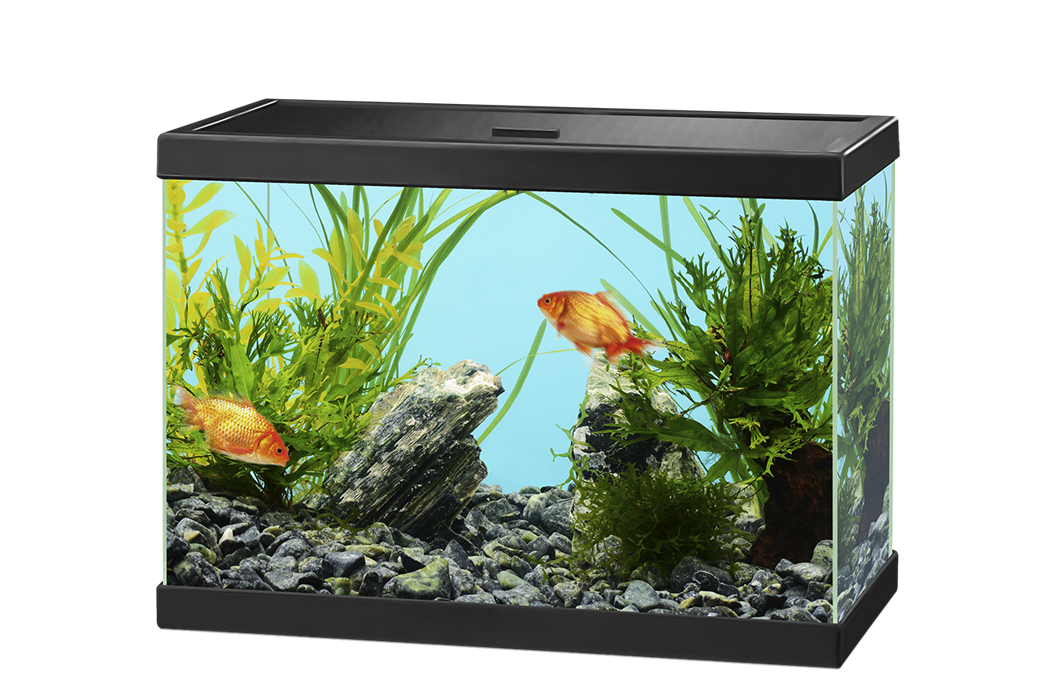 Aquarium Fish Tank PNG