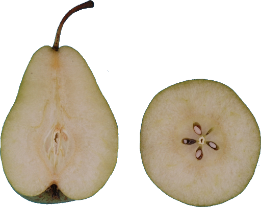 Asian Pear PNG Transparent HD Photo