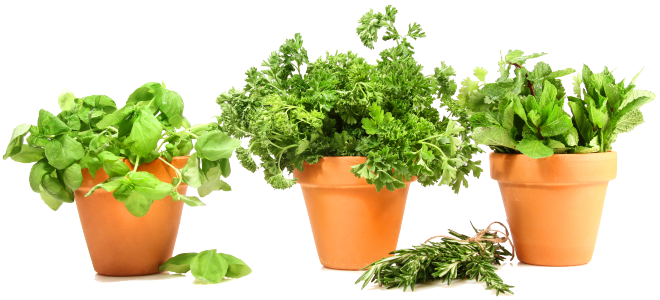 Basil Leaf Pot Herbs PNG