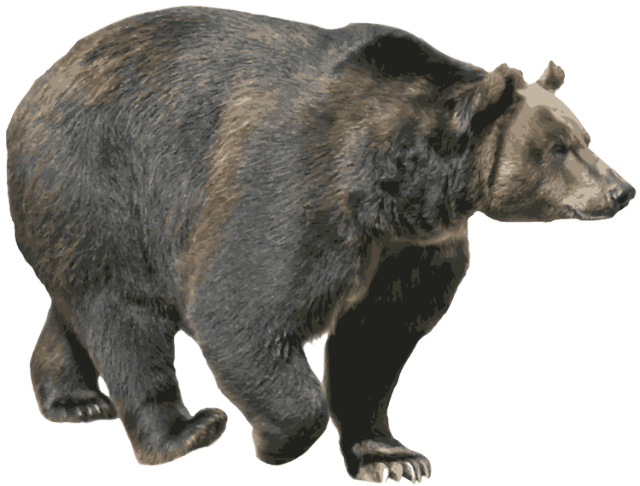 Медведь ходьба PNG