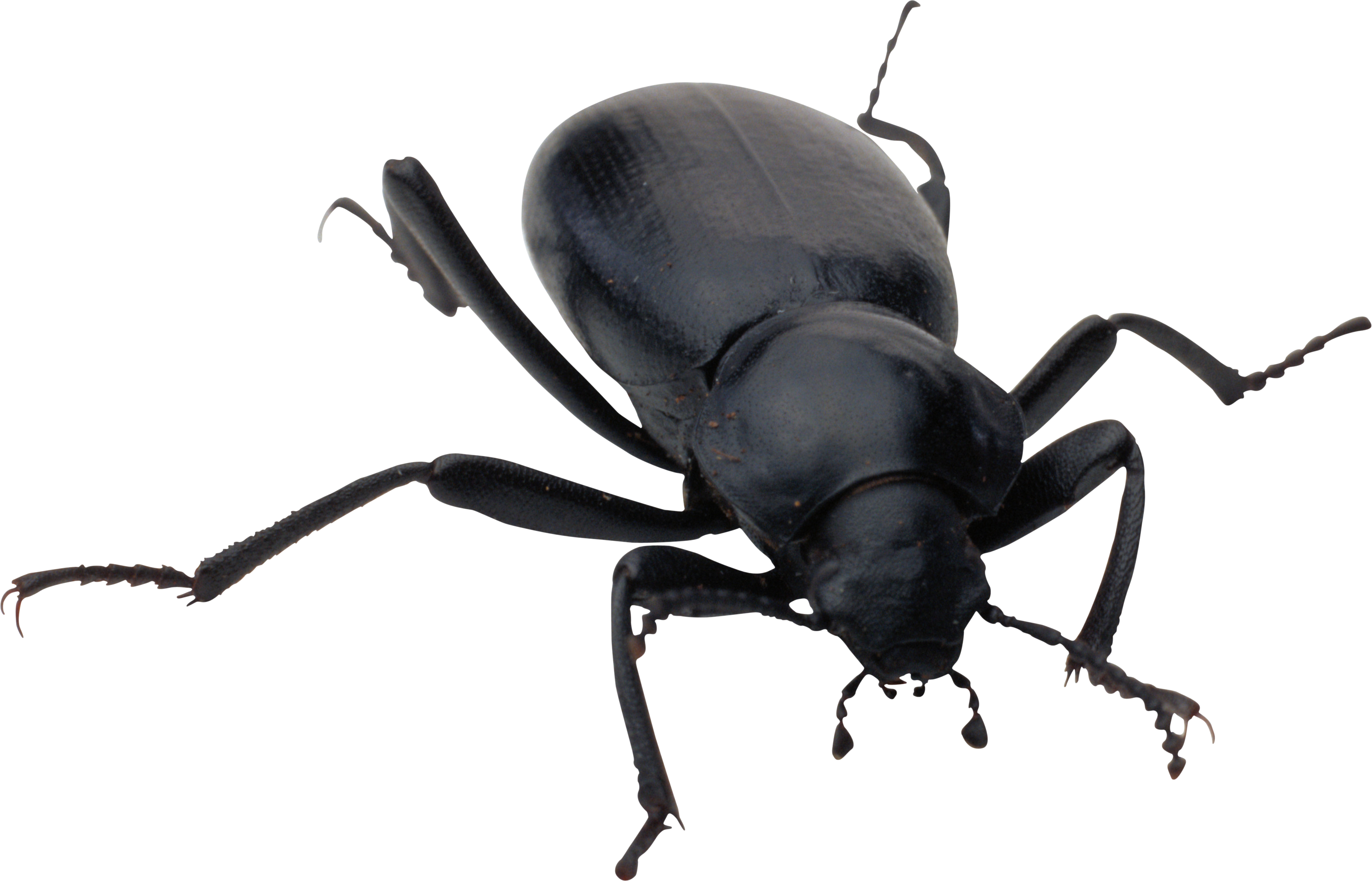 Beetle Black PNG