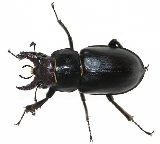 Beetle Scarab PNG