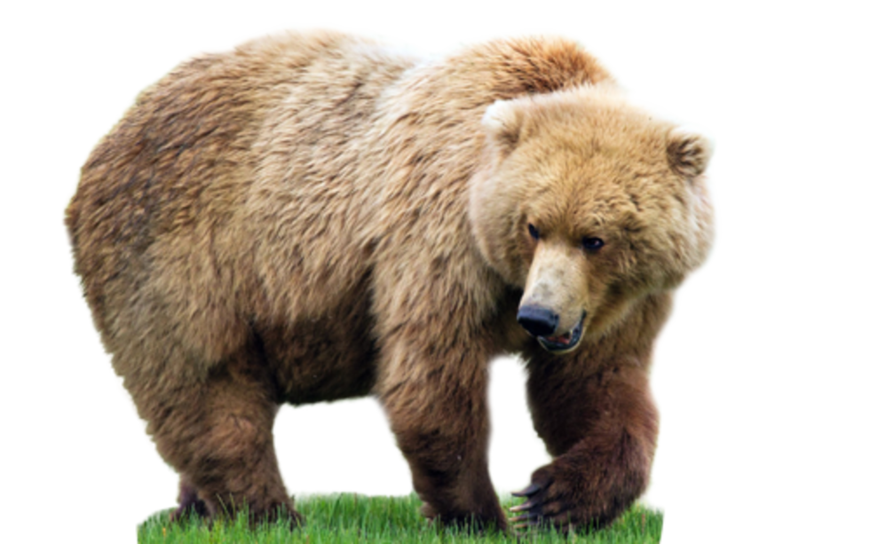 Большой медведь PNG