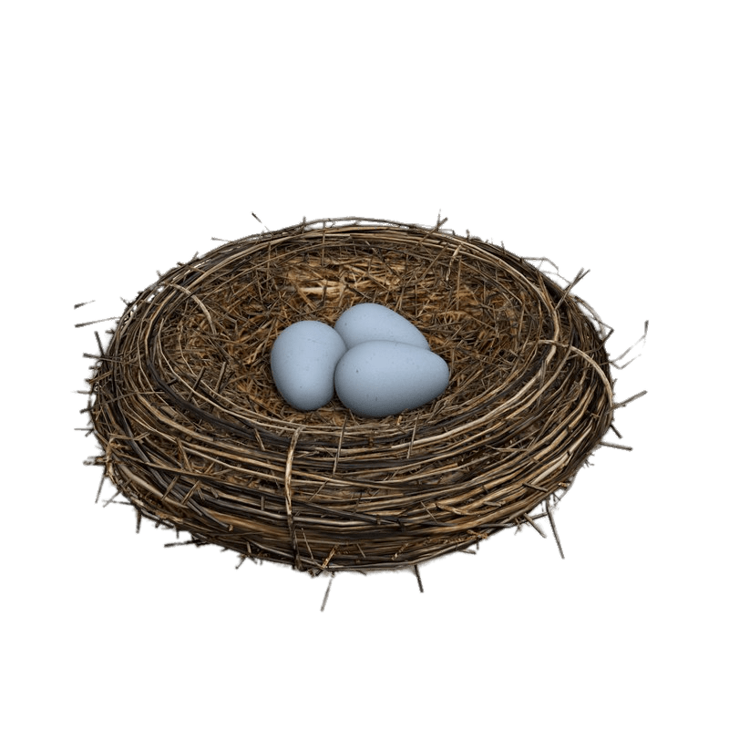Kuş yuvası yumurta PNG