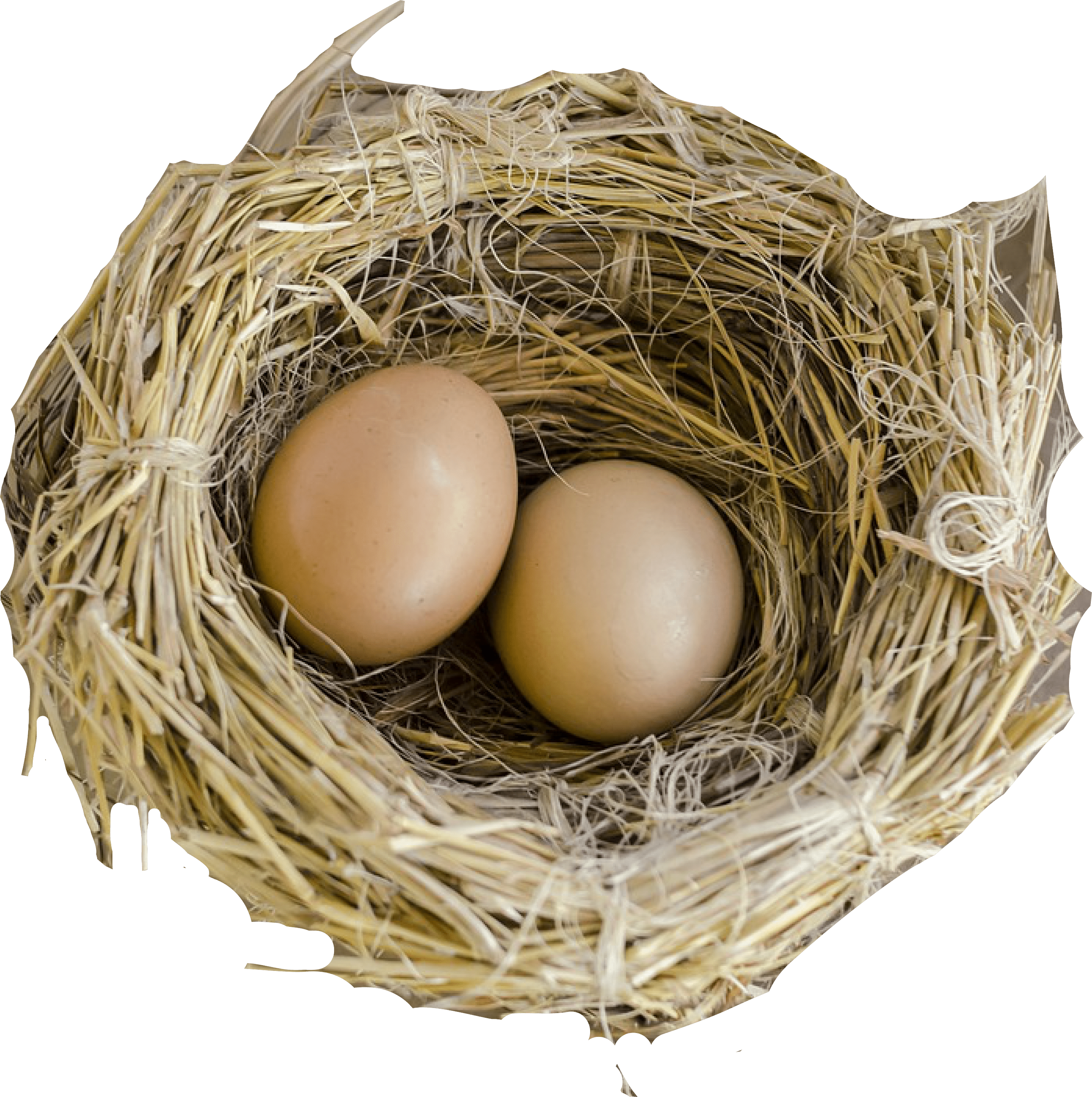 Bird Nest Natural PNG