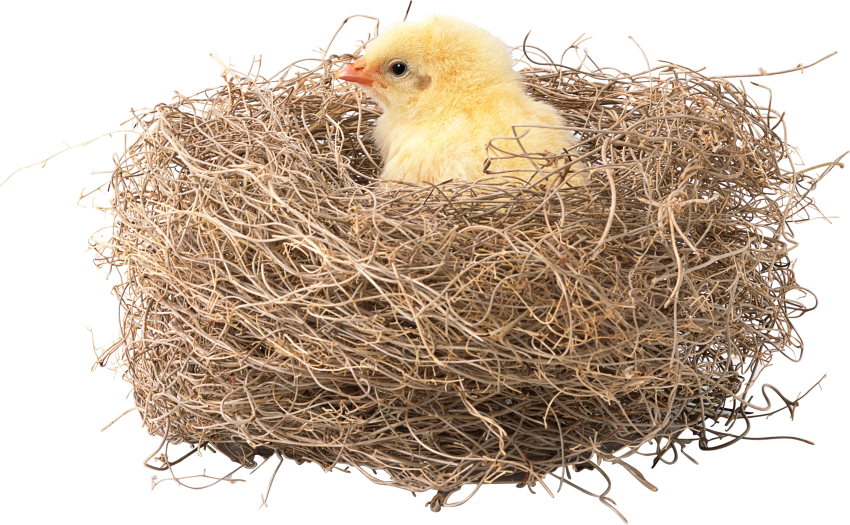 Bird Nest PNG