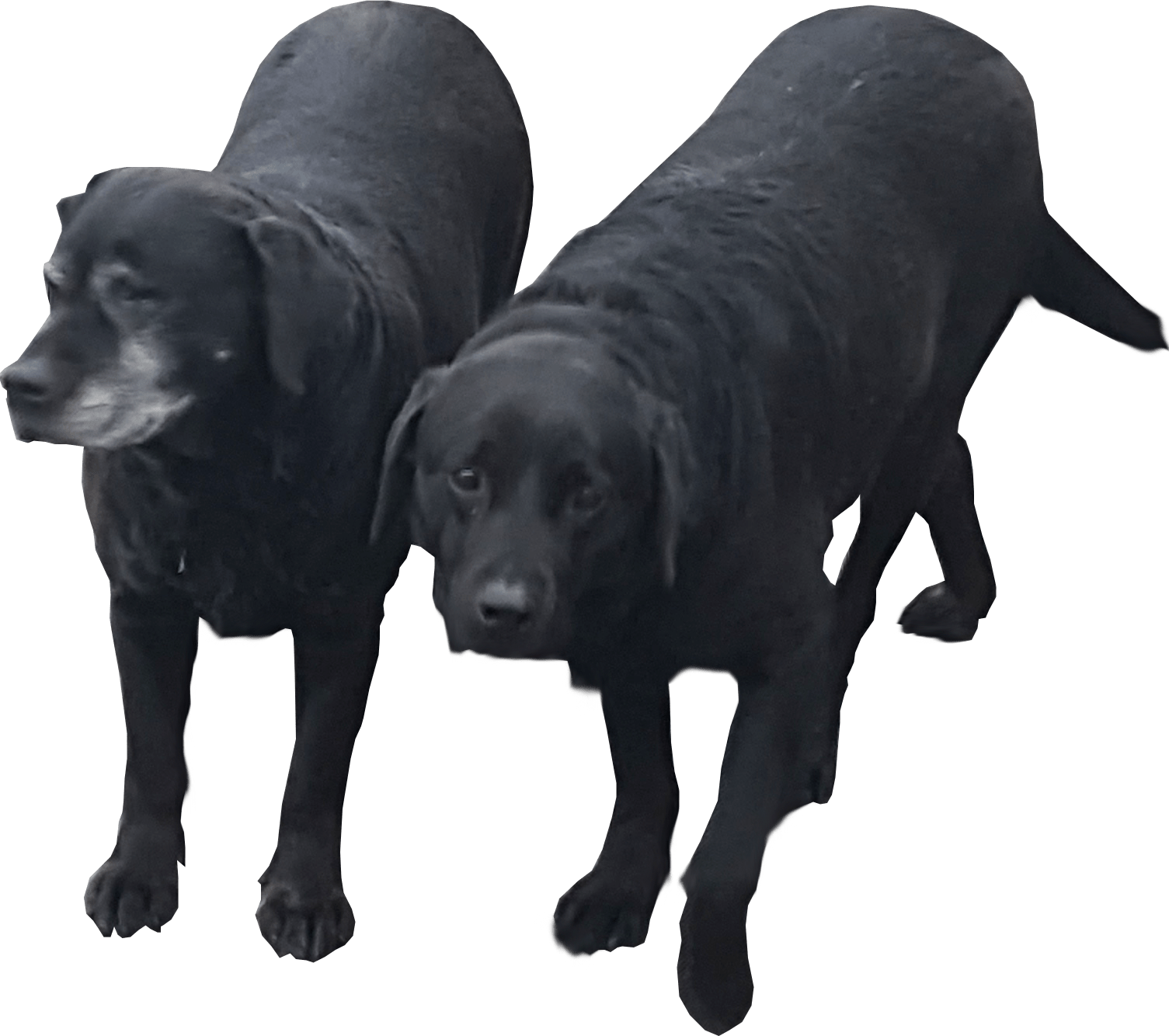 Black Dog Couple PNG