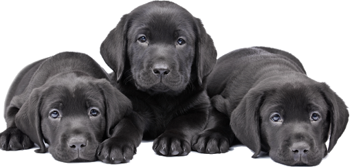 Black Dog Puppies PNG