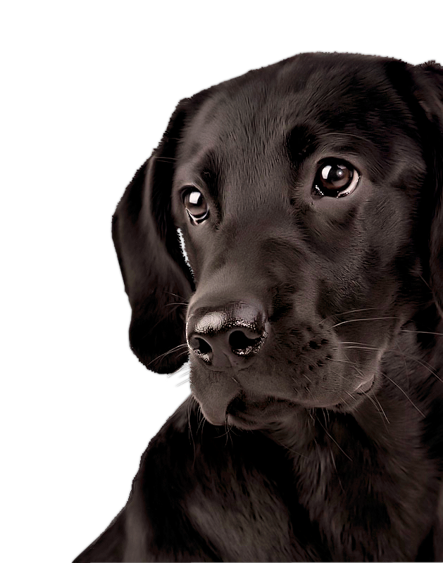 Черный лабрадор собака ретривер лицо PNG