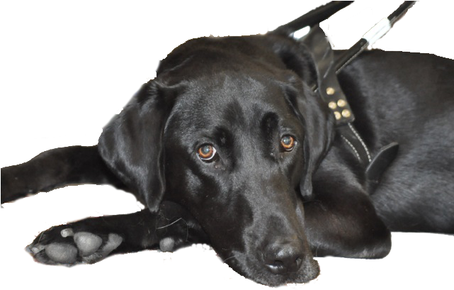 Black Labrador Anjing Retriever PNG
