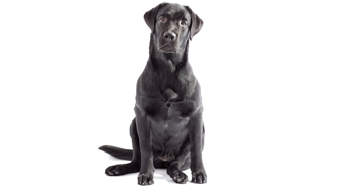 Labrador preto cão sentado PNG