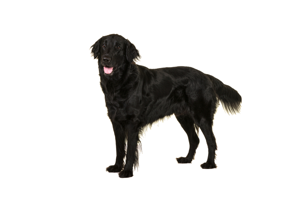 Cão de labrador preto PNG