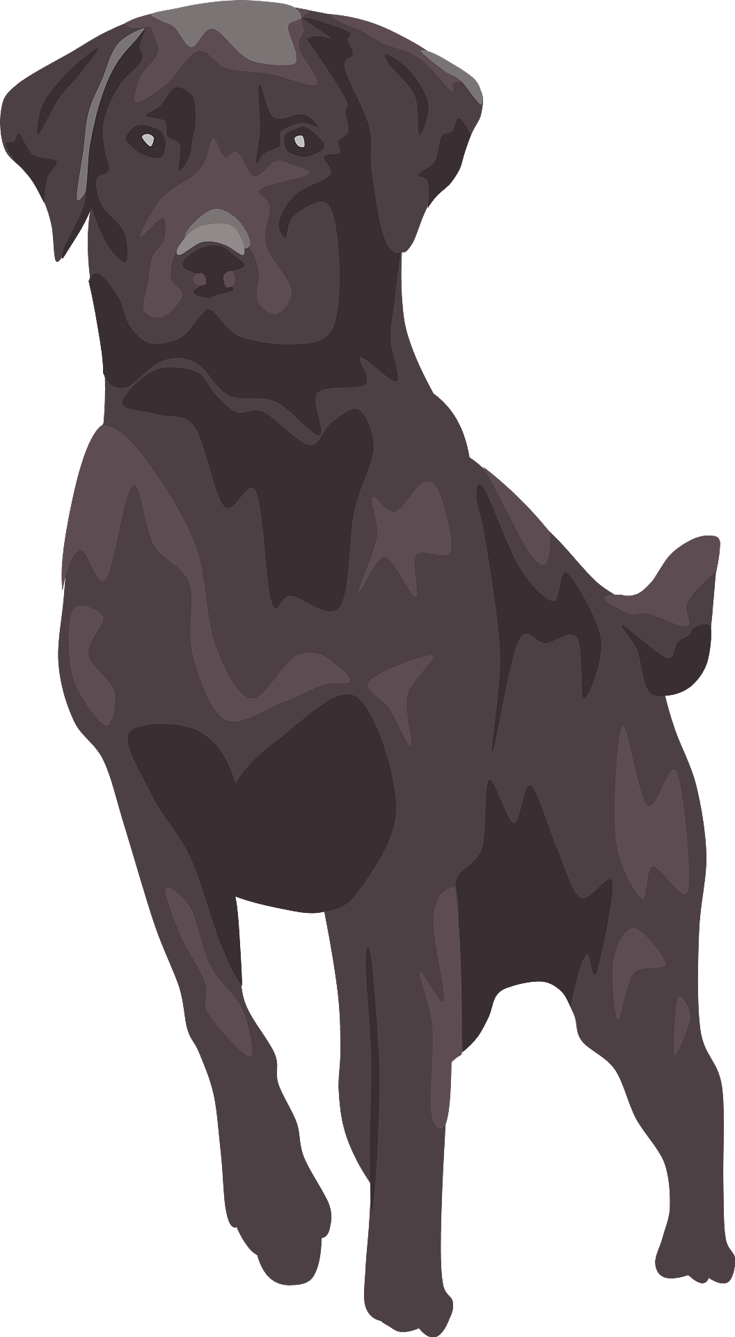 Black Labrador Dog Vector PNG