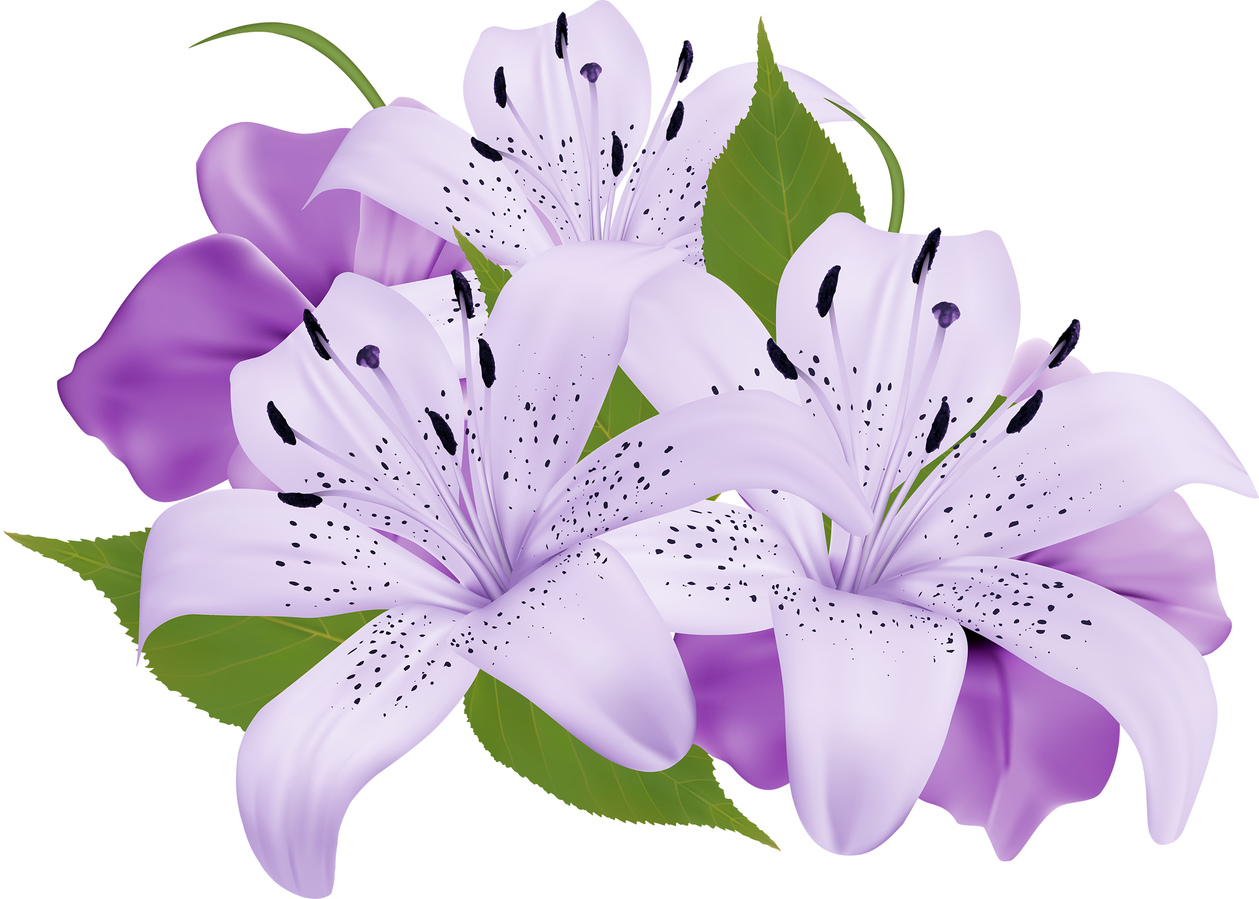 Blossom Calla lily PNG Image