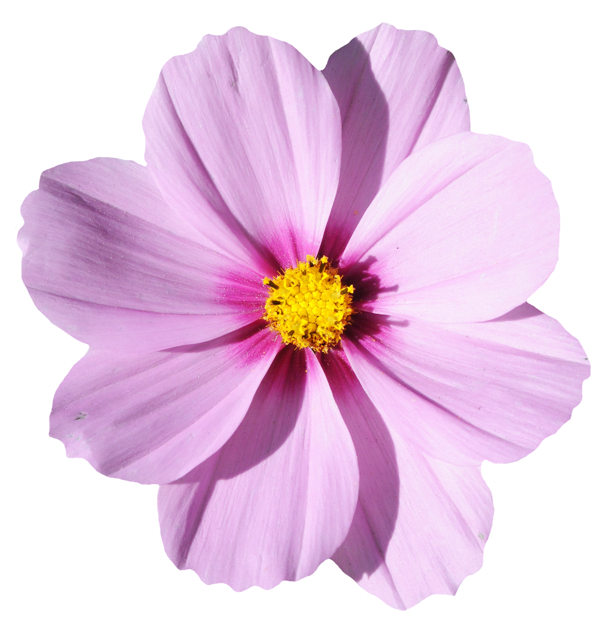 Blossom Flower PNG