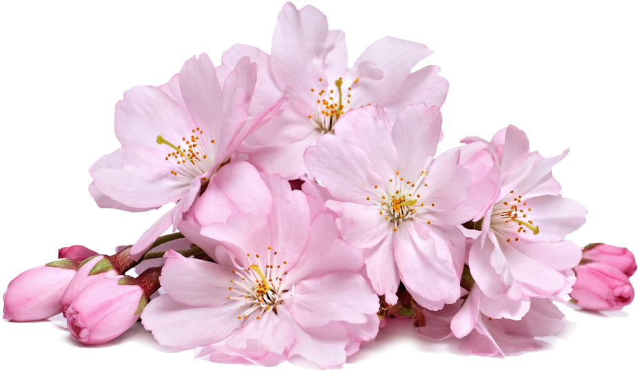 Blossom Flower Real PNG
