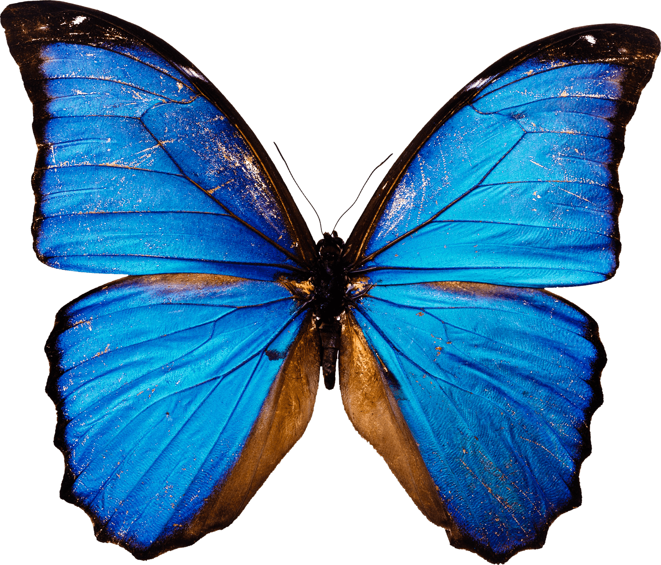 الفراشة الزرقاء PNG الصور