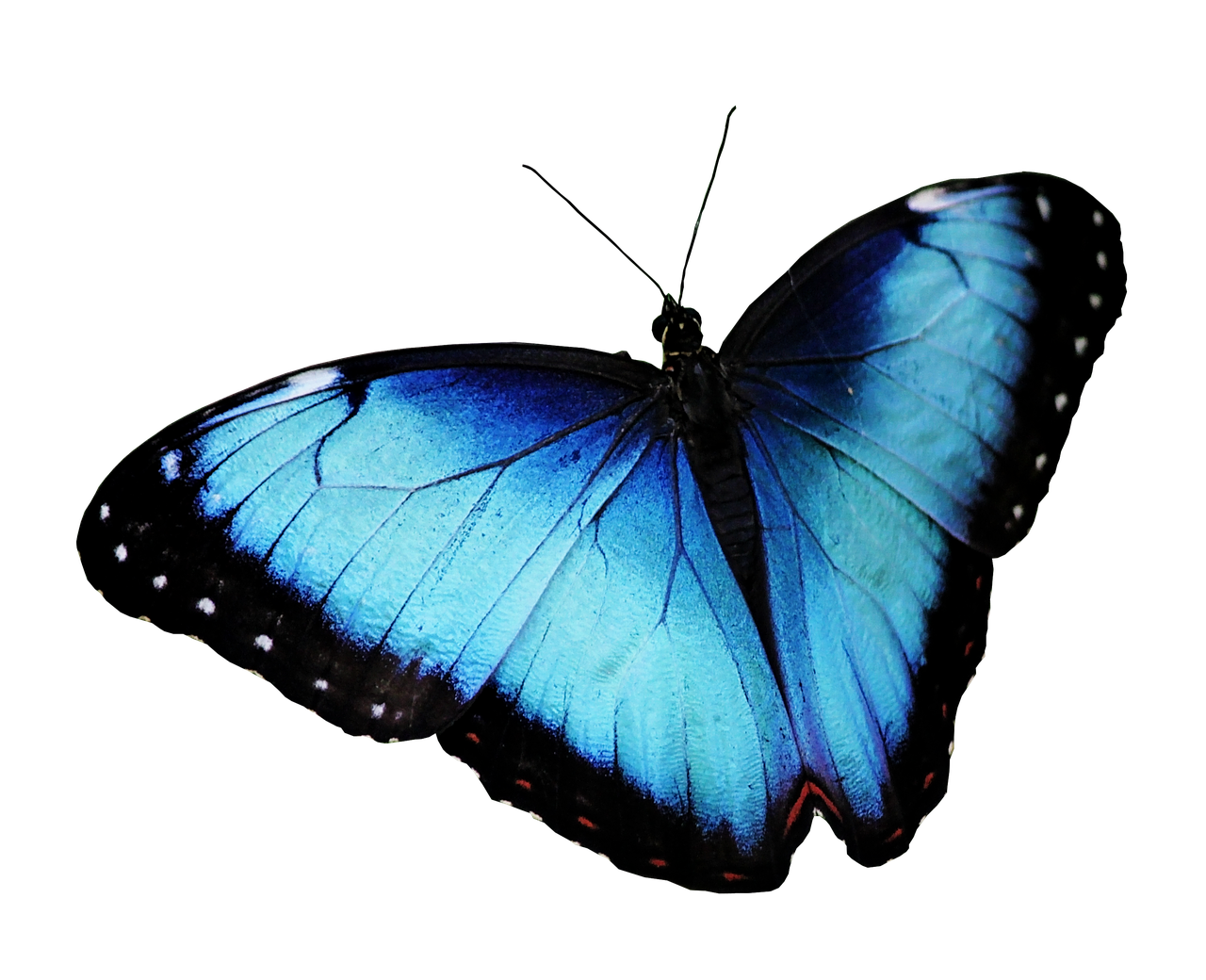 Mavi kelebek PNG şeffaf görüntü