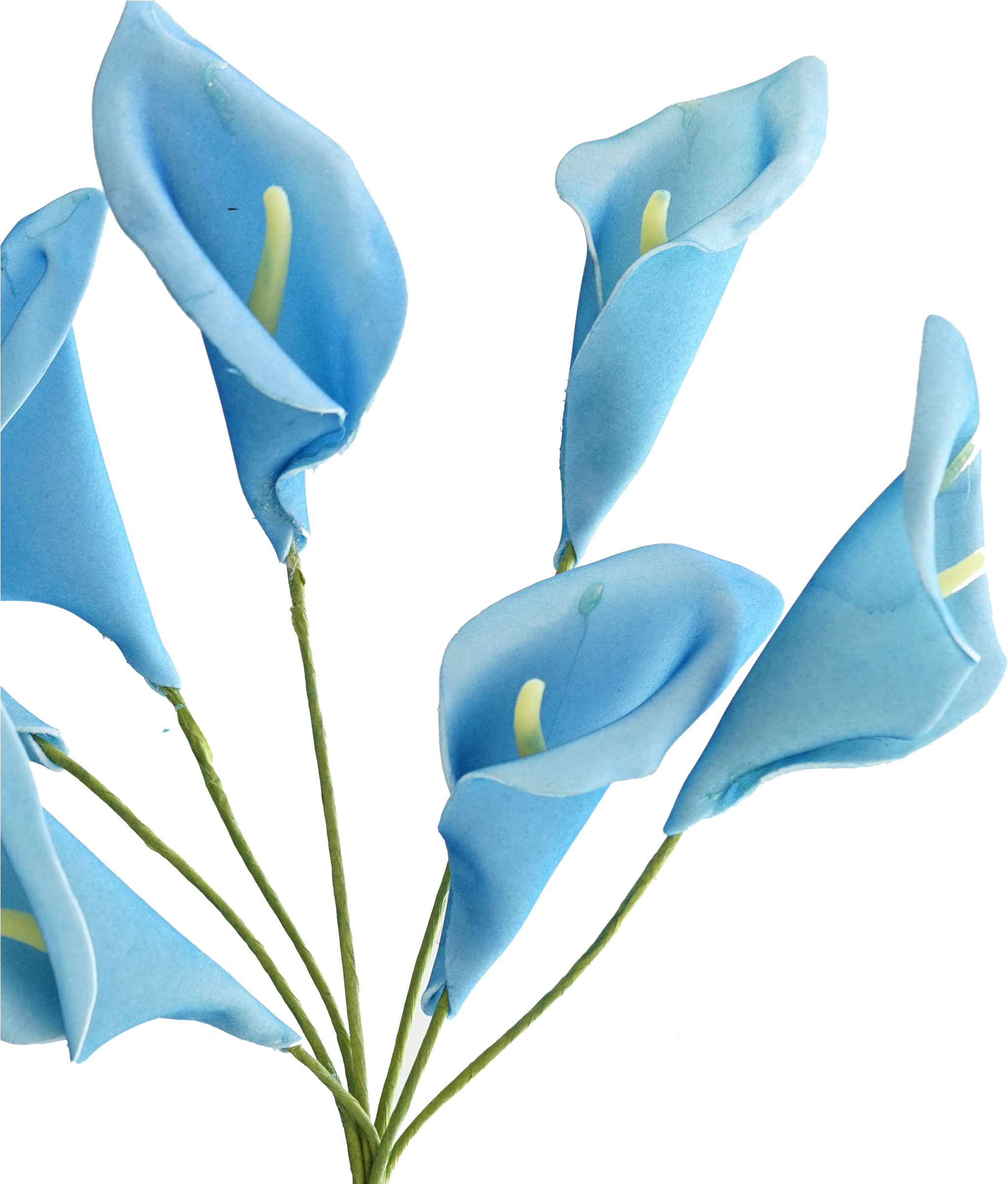 Botanische Calla Lily PNG-Datei