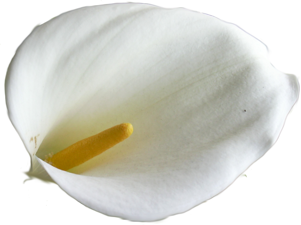 Botanische Calla Lily PNG-Fotos