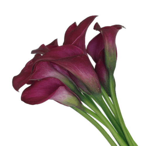 Botany calla lily PNG Image