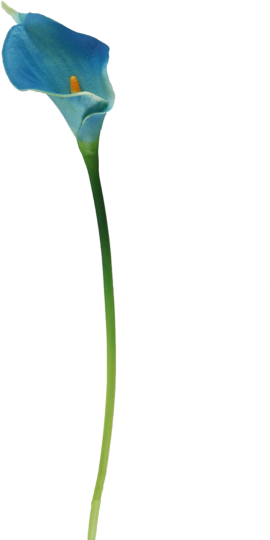 Botani Calla Lily Foto PNG