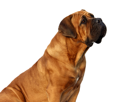 Boxer Dog Adult PNG