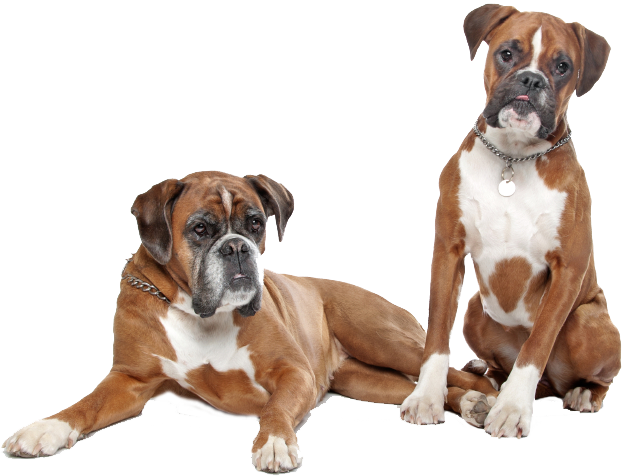 Boxer Dog Couple PNG