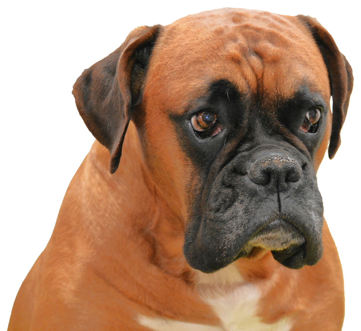 Boxer Dog Face PNG